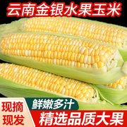 云南金银水果玉米新鲜玉米3/5/9斤甜玉米棒子包谷蔬菜整件