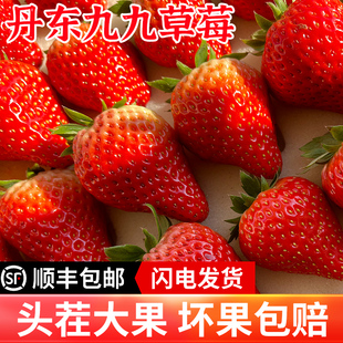 丹东99草莓红颜奶油应当季新鲜水果九九牛奶大草莓礼盒