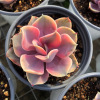 彩虹群生多头自然锦紫珍珠锦肉植物，萌肉组合盆栽室内花卉28