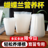 蝴蝶兰专用营养杯种植杯兰花栽培花盆石斛兰育苗透明塑料盆营养钵