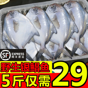 东海野生银鲳鱼新鲜鲳鱼冷冻银鲳鱼，白鲳鱼(白鲳鱼)平鱼5斤新鲜海鲜水产