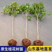 地栽桂花大型四季树苗八月浓香，原生实生桂花金桂，丹高杆卉天香台阁