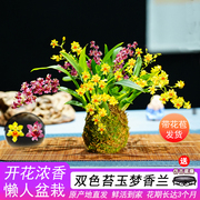 4色香水文心兰现带超多花苞，出售梦香兰，花苗好养花卉绿植室内盆栽