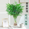 袖珍椰子水培绿植物，富贵凤尾竹观叶盆栽客厅，办公室内桌面好养四季