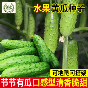 水果黄瓜种子旱黄瓜种籽农家菜种籽春季夏季种植水果蔬菜种籽种孑