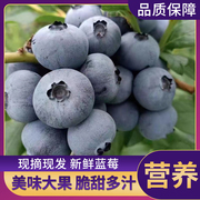 丹东蓝莓鲜果新鲜蓝莓蓝莓当季大果孕妇水果125g/盒