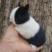 小型侏儒兔子活物凤眼道奇茶杯兔迷你儿童宠物兔荷兰兔垂耳兔活体