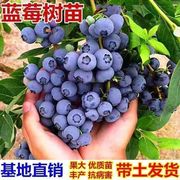 蓝莓树果苗蓝莓苗特大果南方北方种植阳台水果盆栽带花苞当年结果