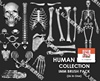 zbrush人体骨骼3d模型，obj笔刷zb人类骨架骷髅，头骨解剖雕刻zbp笔刷