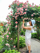 海蒂的花园月季花苗舍农索城堡的女人们玫瑰欧月爬藤植物花卉盆栽