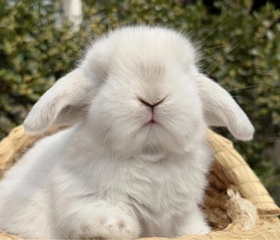 网红兔宠物兔纯种活体，荷兰黄色垂耳兔，猫猫兔小型侏儒兔安哥拉
