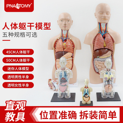 人体内脏全身可拆卸躯干解剖模型