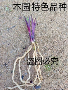 蕙兰 矮种纯紫色 兰花 数量少 来自山农