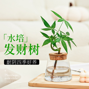 水培发财树水养绿植花卉室内植物，花办公室桌面，四季好养小盆栽摆件