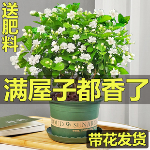 茉莉花苗盆栽带花苞，九里香老桩驱蚊水培花卉，绿植物室内栀子花好养