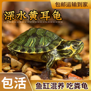 深水龟纯种黄耳龟苗小乌龟活物鱼缸混养观赏宠物龟吃粪龟清洁缸龟