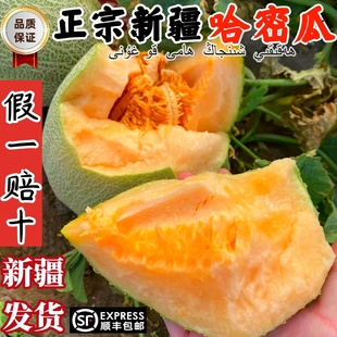 新疆哈密瓜新鲜水果整箱吐鲁番直发西州蜜25号脆甜瓜当季现摘10斤