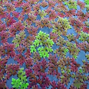满江红珊瑚萍水培水生花卉，养龟养鱼虾，缸花卉微造景观植物浮萍净化