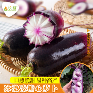 冰激凌糖心水果萝卜种子甜脆四季凤梨盆栽紫冰淇淋萝卜种籽蔬菜孑
