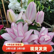 乔乔花屋 24年春季荷兰进口香水百合花种球18/20奥斯卡 3粒装