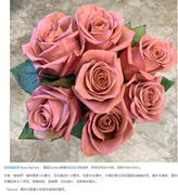 水灵花园咖啡师超月季切花玫瑰花苗盆栽阳台花卉