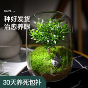 生命之树生态瓶苔藓创意微景观，桌面盆栽青苔，造景缸植物办公室绿植