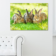 可爱小兔子动物走廊玄关横版单幅无框画卧室床头挂画客厅背景墙画