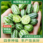 拇指西瓜种子小型西瓜种籽四季春季秋冬季阳台盆栽水果农家蔬菜孑