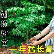 大棵客厅植物树，绿植盆栽乔迁开业平安特大号幸福树绿宝四季常青