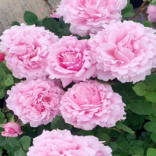 法国玫瑰耐寒抗病索菲罗莎大花，浓香月季花苗，四季开花阳台庭院