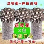 买一发三家庭蘑菇菌包食用菌室内蘑菇种植菌棒种子菌种菌菇包