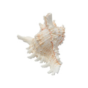 超大海螺贝壳海胆海星鱼缸造景家居摆件装饰天然海洋标本收藏送礼