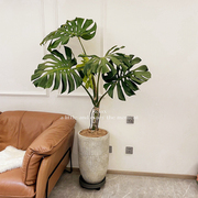 老桩龟背竹观叶植物办公室内客厅，大盆栽绿植物盆景净化空气吸甲醛