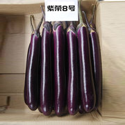 紫荣长茄子种籽种子四季高产特大蔬菜孑菜面包紫红色耐热耐寒品种