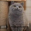 蓝猫幼猫活体纯种英国短毛猫宠物猫咪立耳俄罗斯蓝白猫猫舍q