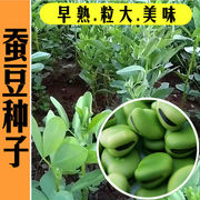 北斗七星蚕豆种子特大高产绿宝，蚕豆种籽春秋，冬季早熟耐寒播种蔬菜
