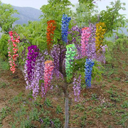 紫藤种子多年生爬藤植物垂吊紫藤萝，种籽庭院阳台攀爬种子四季播