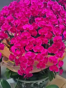 1.5寸蝴蝶兰花苗盆栽带花特级大苗客厅花卉观花植物室内花苞