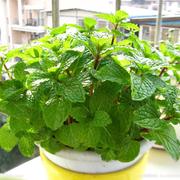 薄荷种子可食用四季阳台盆栽室内室外驱蚊草花卉猫薄荷种籽孑