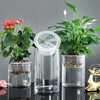 花瓶水培绿植玻璃花盆水培，玻璃器皿水养绿萝植物养花玻璃瓶定植篮
