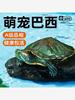 乌龟活物巴西龟红耳小乌龟活体观赏宠物半水龟活物情侣龟大巴西龟