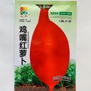 江苏地方品种鸡嘴红萝卜种子红皮白肉萝卜种籽贼不偷萝卜种子秋季