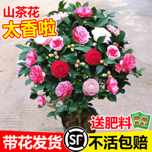 香妃山茶花盆栽带花苞五色，赤丹花卉植物，室内好养茶花树苗四季开花