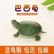 小乌龟活物巴西龟龟苗活体观赏家养宠物龟大乌龟情侣龟水龟红耳龟