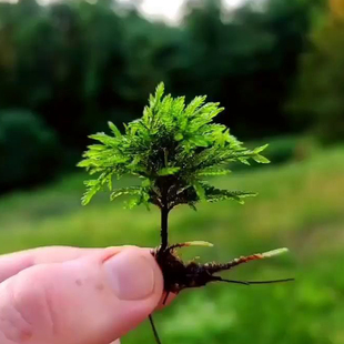 万年藓水草小型客厅生态鱼缸造景，鱼缸植物雨林缸，活体新手易活的前