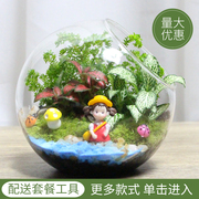 苔藓微景观 生态瓶 创意绿植 DIY植物 动漫系列