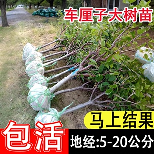 正宗车厘子大樱桃树苗嫁接树苗南方北方四季种植盆栽地栽庭院果树