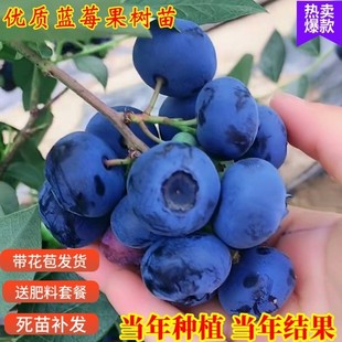 抗病害丰产大果蓝莓树果苗盆栽地载南方北方种植当年结果四季种植