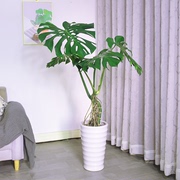 厂巨叶龟背竹老桩造型盆栽，植物室内客厅，绿植净化空气吸甲醛盆景库