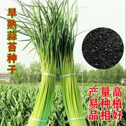 重庆大苔蒜种子红根蒜农家自留大蒜苔种仔本地老品种大苔蒜种